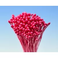 Pestíky červené svazek