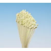 Pestíky žluté svazek