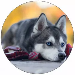 Jedlý papír štěně husky ležící na zemi 19,5 cm
