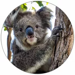Jedlý papír medvídek koala 19,5 cm