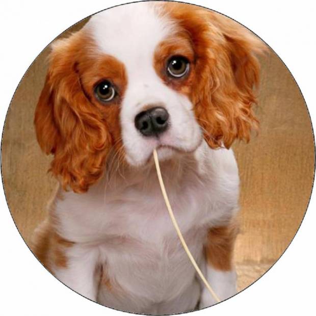 Jedlý papír štěně se špagetou 9,5 cm