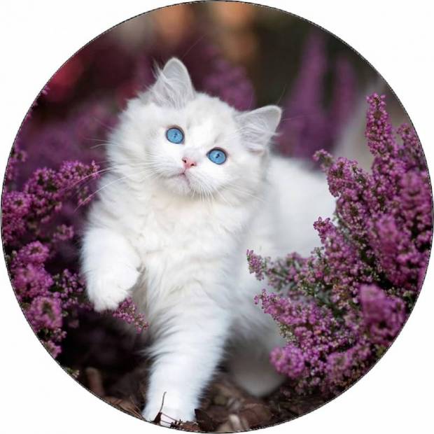 Jedlý papír kotě s modrýma očima 19,5 cm