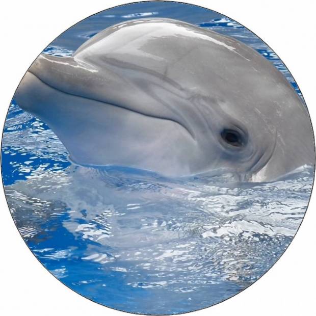 Jedlý papír delfín s hlavou nad hladinou 19,5 cm