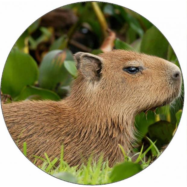 Jedlý papír kapybara v trávě 19,5 cm