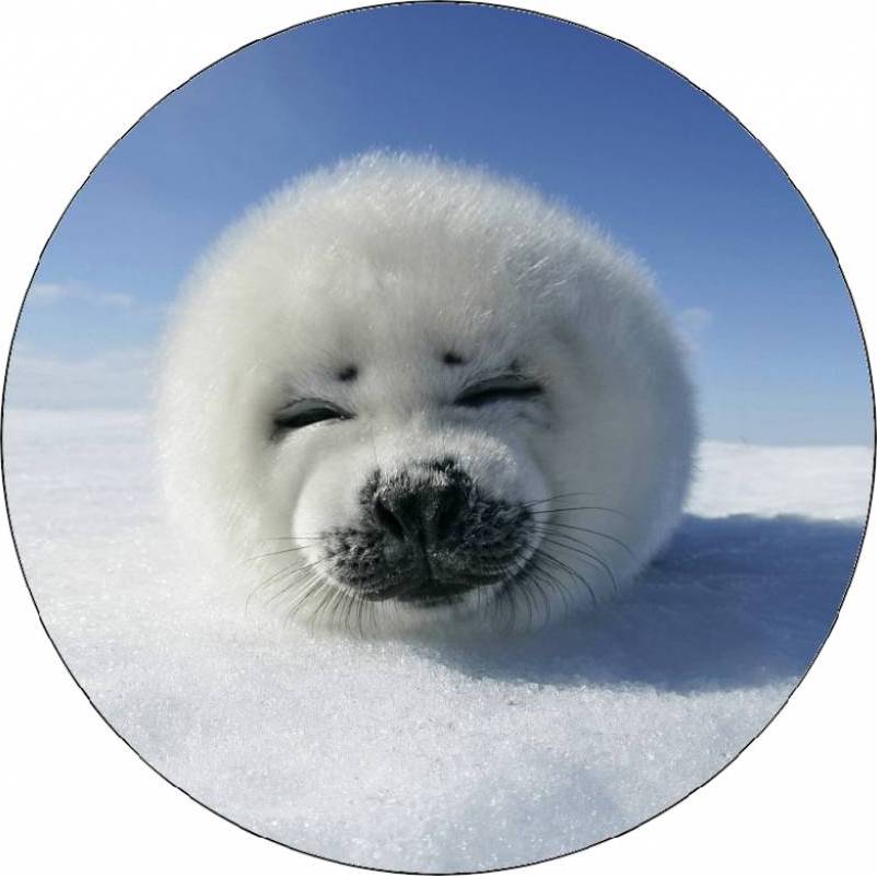 Jedlý papír tulení mládě 19,5 cm - Pictu Hap